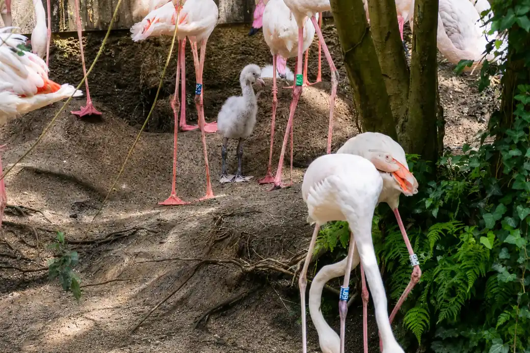 Flamingos no Zoo de Lourosa
